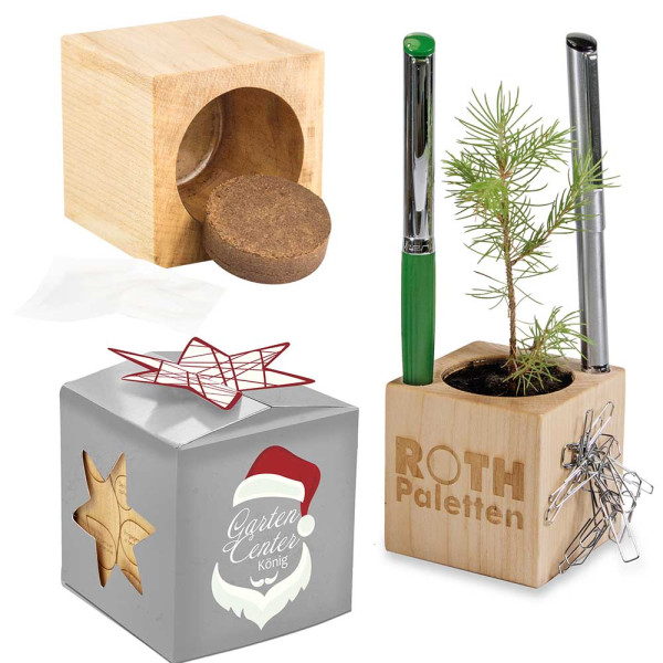 Pflanz-Holz Büro Star-Box Xmas mit Fichtensamen
