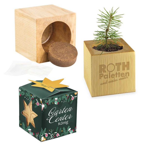 Pflanz-Holz Maxi Star-Box Xmas mit Fichtensamen
