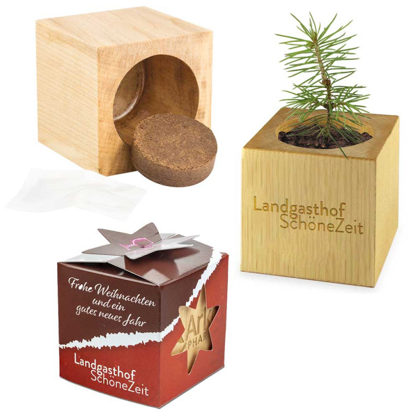 Pflanz-Holz Star-Box Xmas mit Fichtensamen