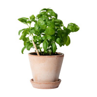 basil